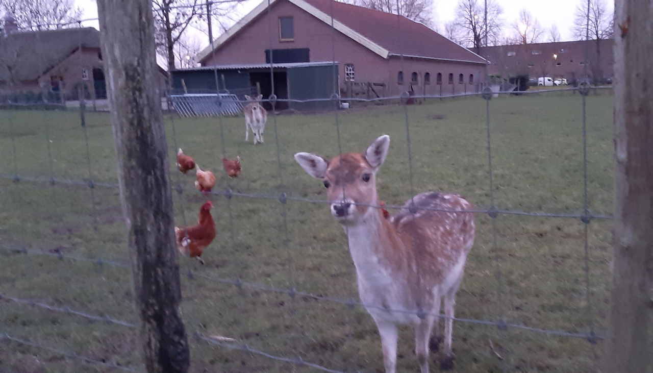Afbeelding