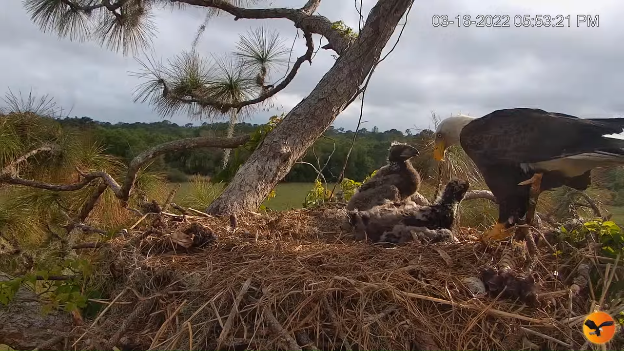 EC Nest Cam 3-3-51 screenshot (1)