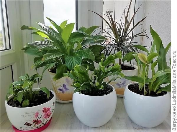 Комнатные растения, подходящие для выращивания в марте советы экспертов