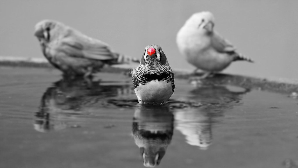 blsck-n-white-zera-finches.jpg
