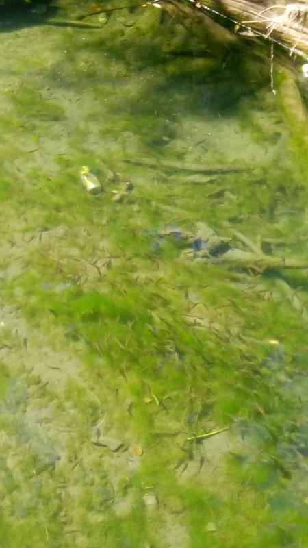 P_20180816_142714[1]