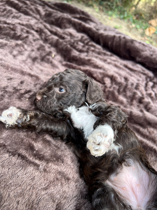 Lagotto Romagnolo female puppy for sale – Ideal Dale Europa – 27 days old – photo 2 – brown coat with white left paw and chest blaze