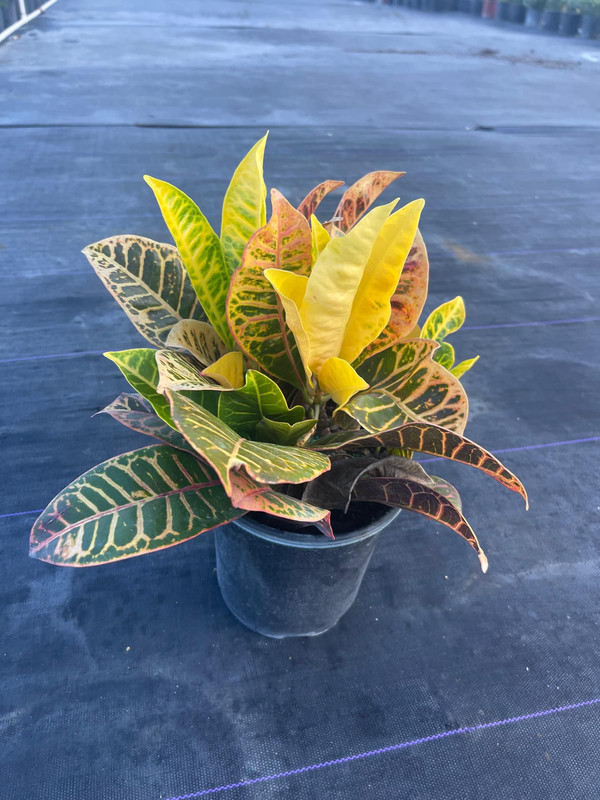 [Imagen de una planta Croton Petra]