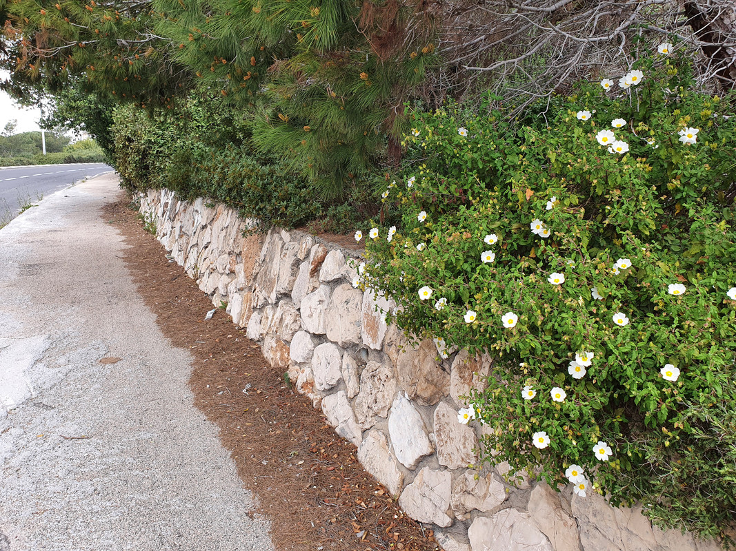 Белый ладанник на хайфской улице Рош Мия