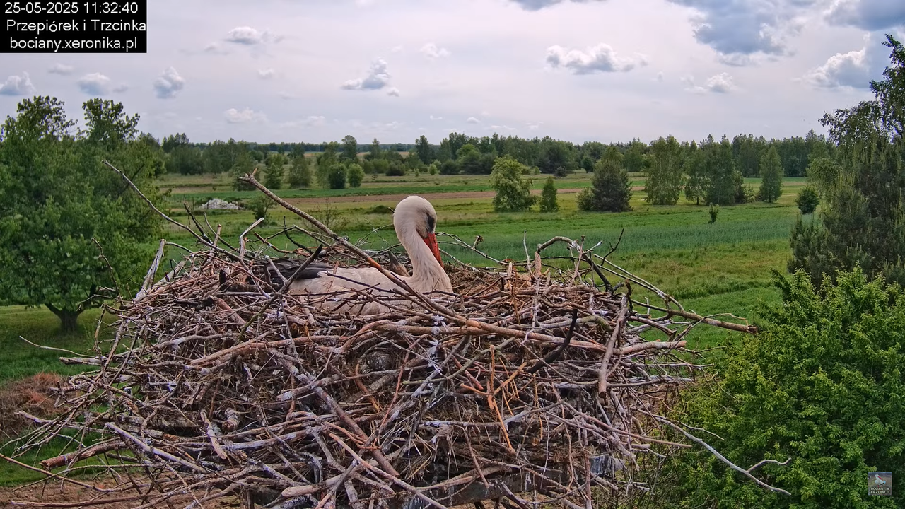 25052025bociany18