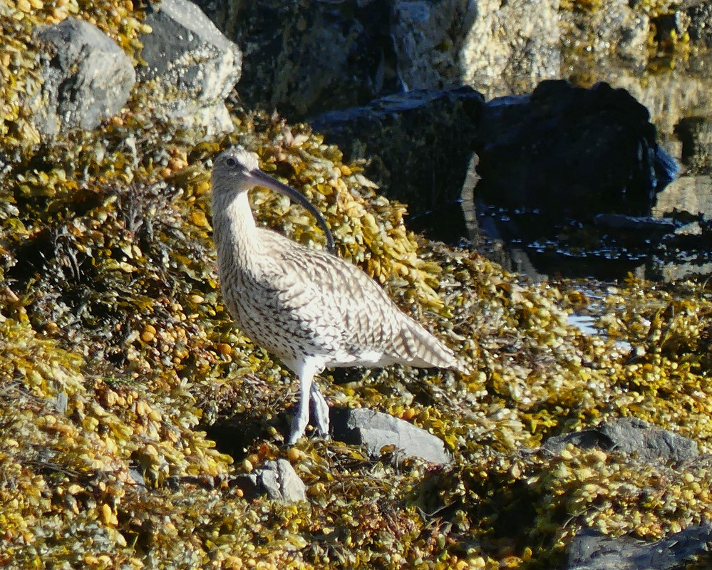 CURLEW 2 140824