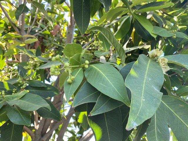 [Image: 6-E31-FBAB-5167-444-C-932-D-9-DF5-B16-C5-CAF.jpg]