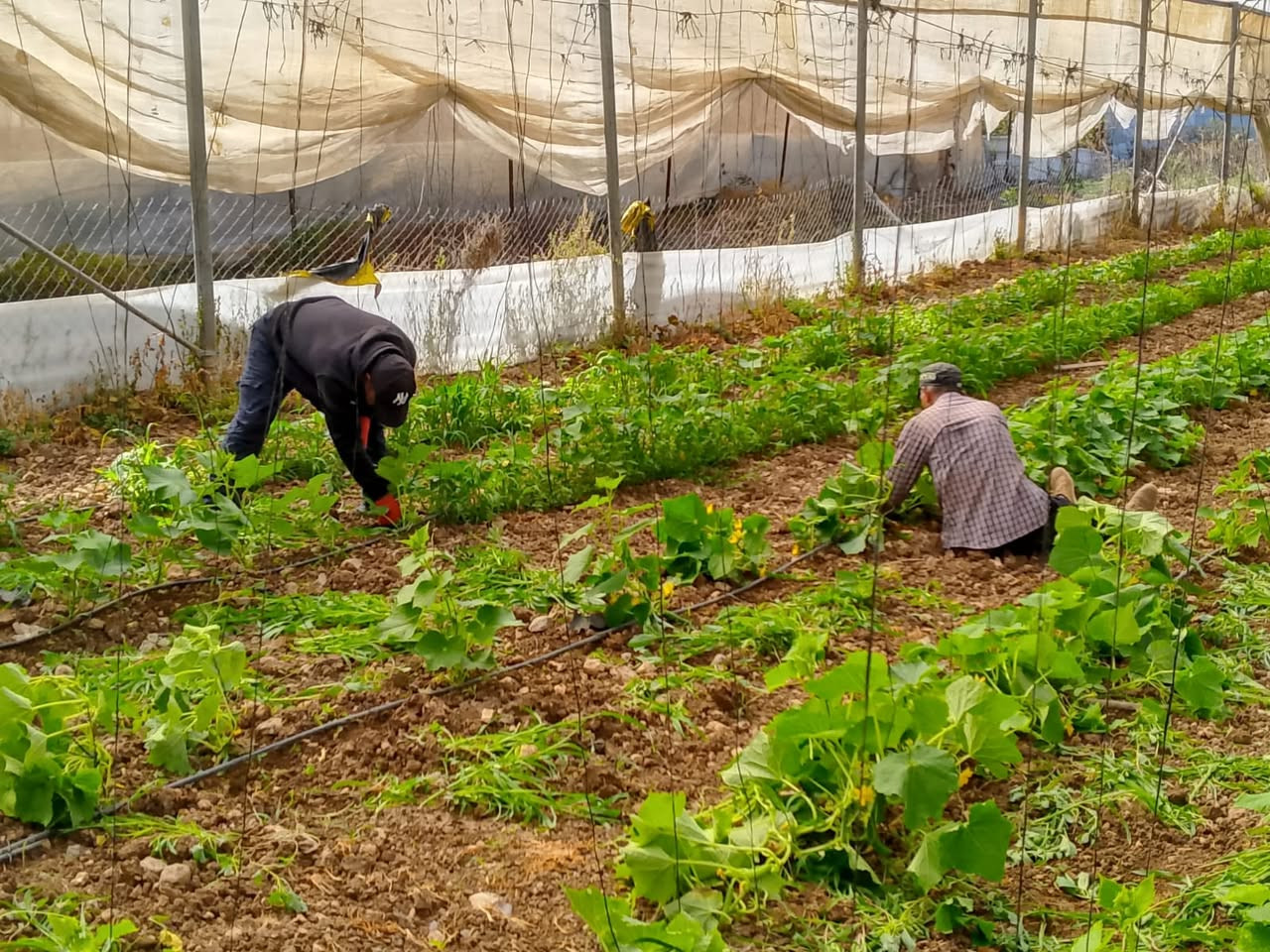 Gazan Workers' Agricultural Achievements Across Multiple Governorates
