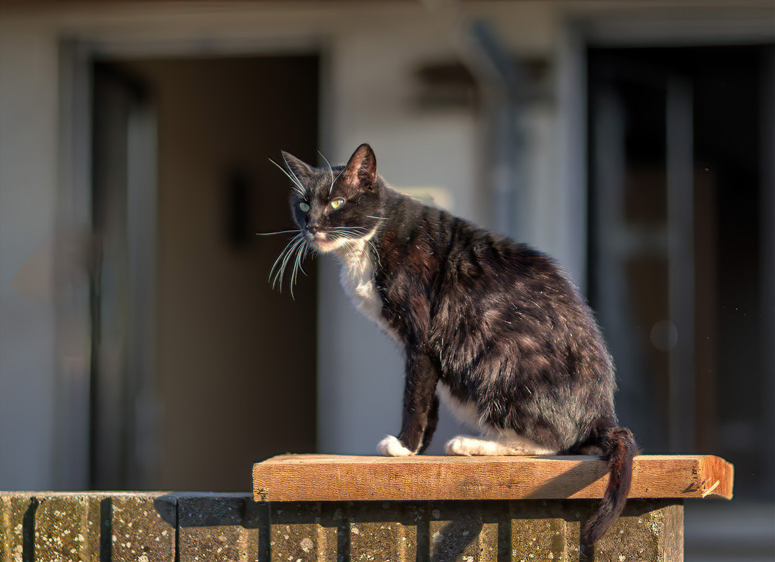 IMAGE: https://i.postimg.cc/8zd8PKNj/cat-Tweket-copy.jpg