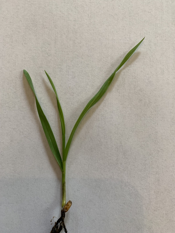 xiY0BF0BRdSPL4QvX bS7Q