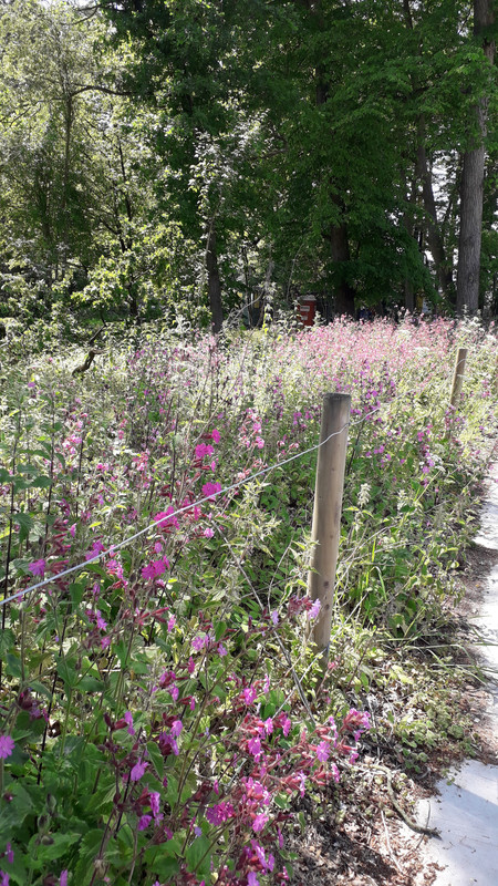 [Image: 20190601-142959.jpg]