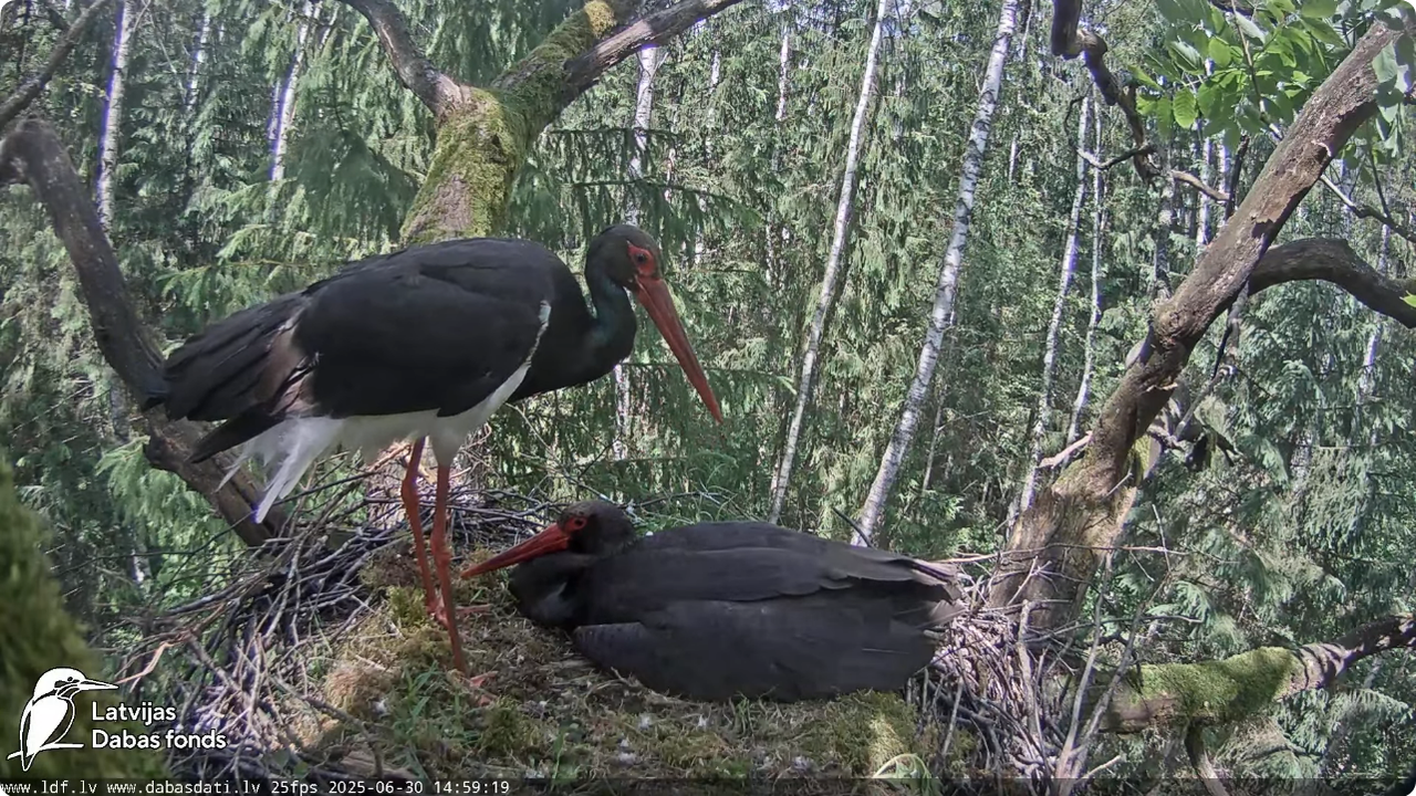 Screenshot 2025-06-30 at 20-25-17 Melnais stārķis (Ciconia nigra) Ogres novadā - LDF tiešraide - You