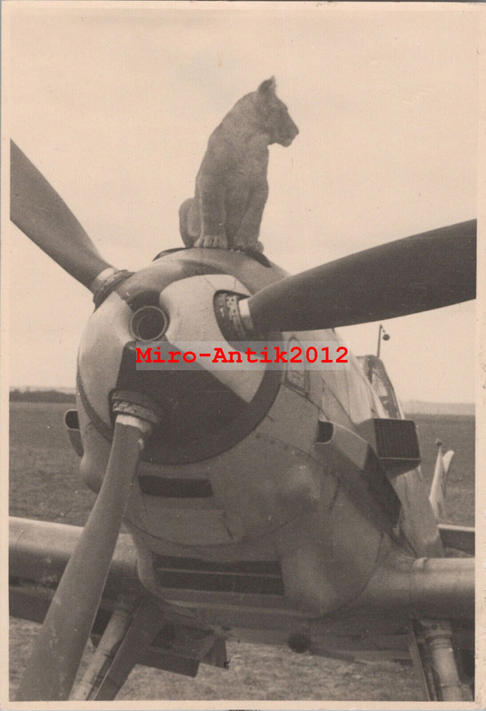 Foto, II.-JG3 -Udet- Flugzeug Me 109 und Simba, Berneuil, Frankreich (N)50999