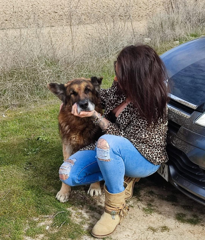 Perro perdido regresa a casa después de 7 años; su dueño murió buscándolo