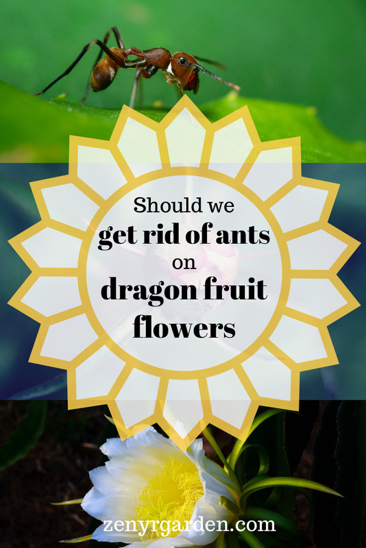 should-we-get-rid-of-ants-on-dragon-fruit-flowers.jpg