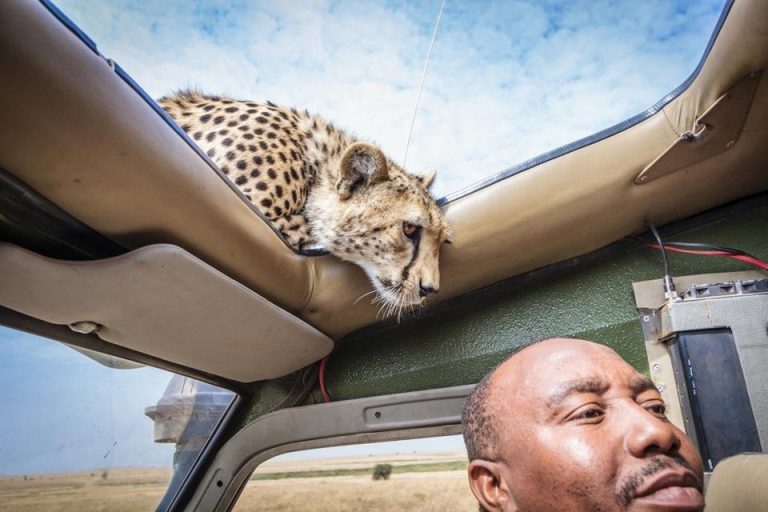 20 фотографий туристов с животными, на которых что-то пошло не так