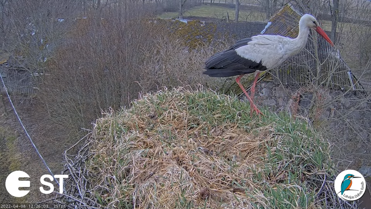 Baltie stārķi (Ciconia ciconia) Tukuma novadā - LDF tiešraide __ White storks in Tukums, Latvia 6-11
