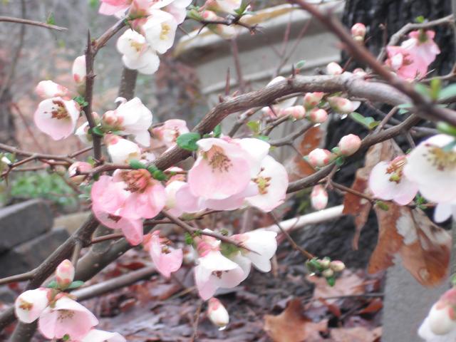 [Image: Flowering-Quince.jpg]