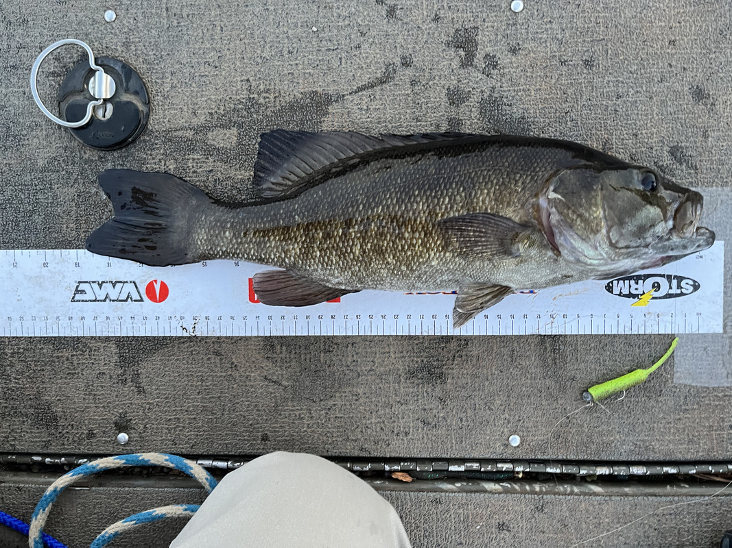 Latest Catch Pics Thread - Page 401 - Fishing Reports - Bass