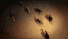 IMG-0516.gif
