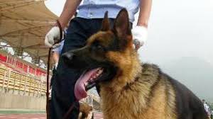 ΣΥΛΛΗΨΗ ΑΛΛΟΔΑΠΟΥ ΓΙΑ ΝΑΡΚΩΤΙΚΑ - ΤΟΝ ΜΥΡΙΣΕ Ο ΑΣΤΥΝΟΜΙΚΟΣ ΣΚΥΛΟΣ