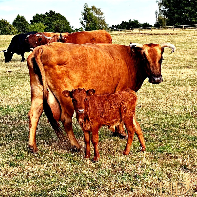 Cow-and-calf-HD.jpg