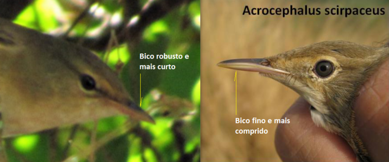 Felosa palustre ( Acrocephalus palustris ) B2