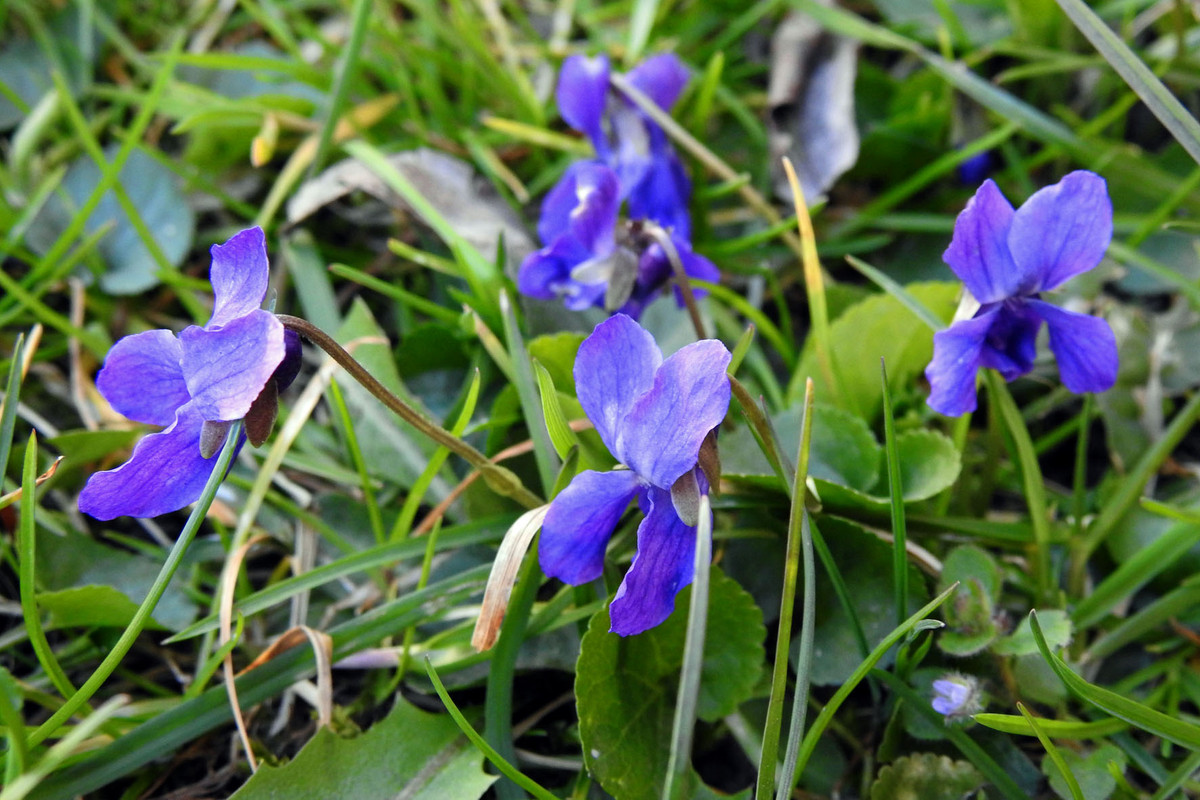 DSCN3806  1.04.20  fiołki