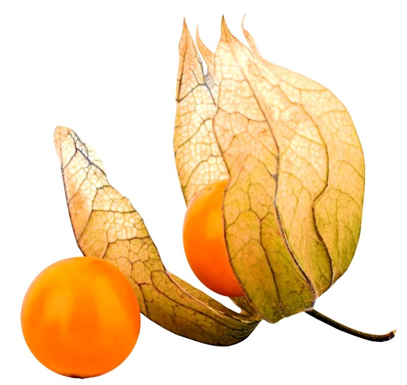 IPD_AH_Element (171)