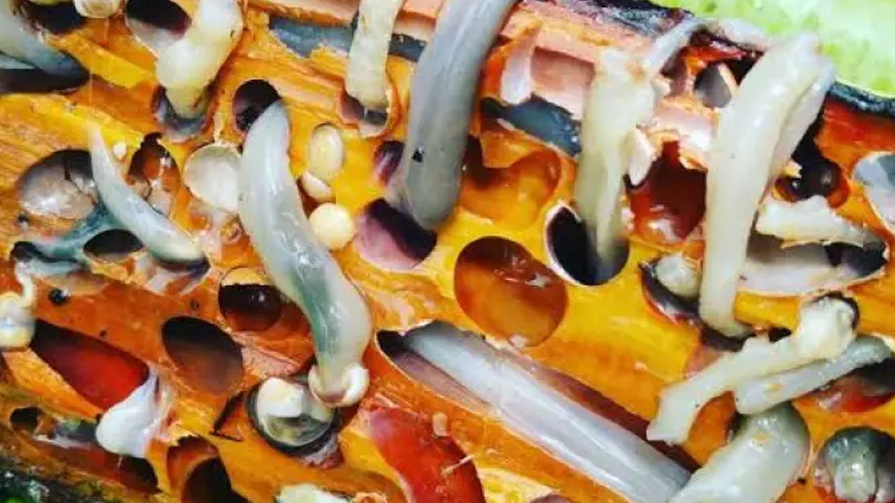 Cacing Tambelo, Makanan Ekstrim Khas Indonesia yang Unik
