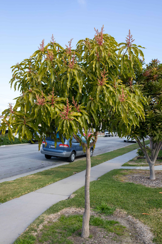8U1A8073  Lemon Zest Mango Tree Blooming (3-23-2021)