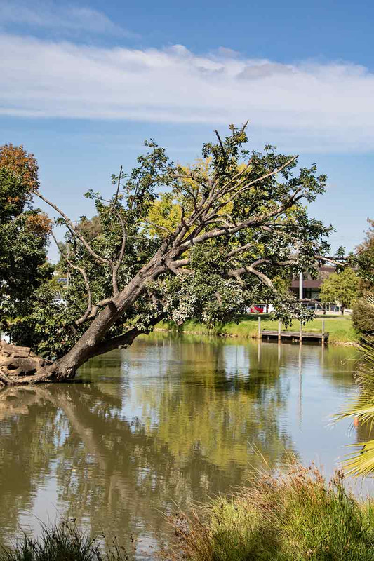 Lake Weeroona