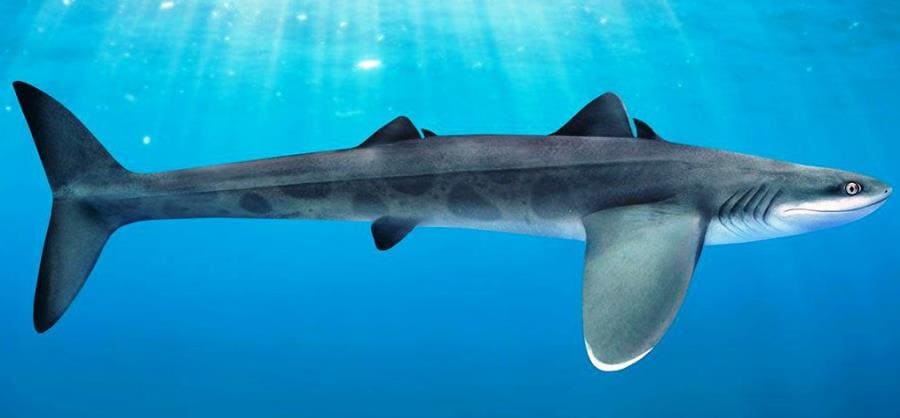 Cladoselache