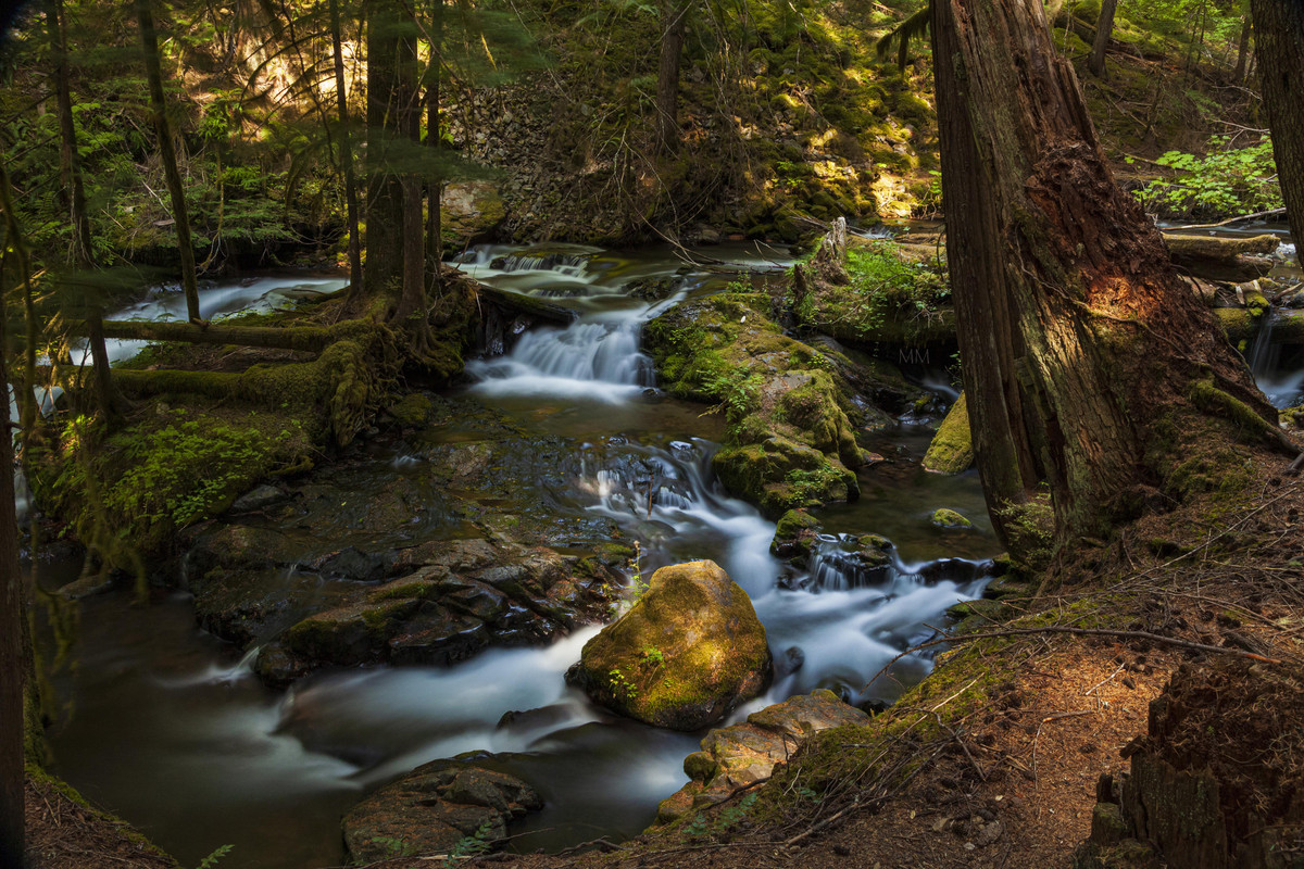 [Image: Panther-Creek-Tree-2-mm.jpg]