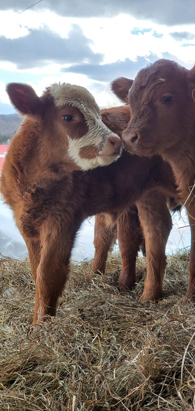SV calves 2-5-21 Jennicque - Jello 2