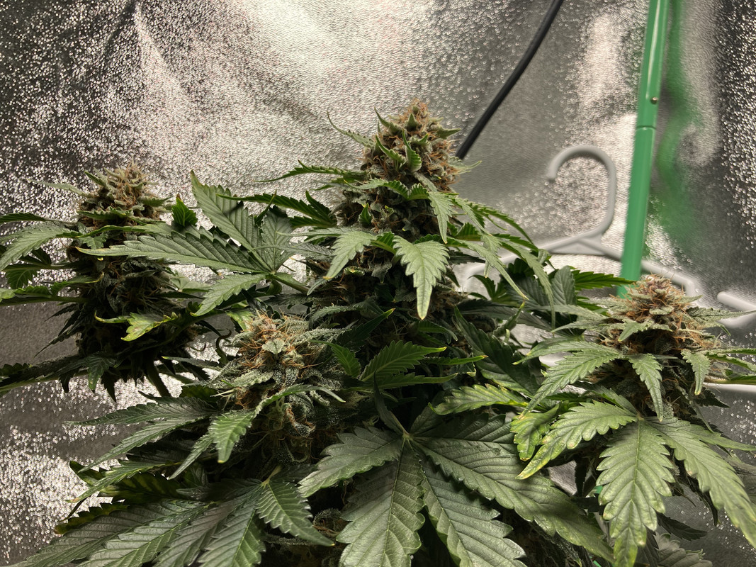 4F34FC35-C13F-4105-BCA3-2C968F75DAD5