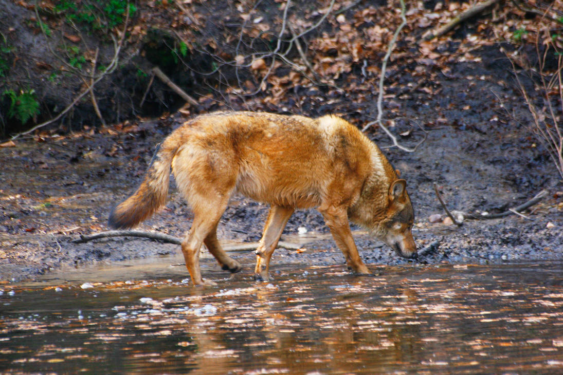 wolf-walking-in-water-stock-by-wildberrypassion-d9zl2dp-pre.jpg