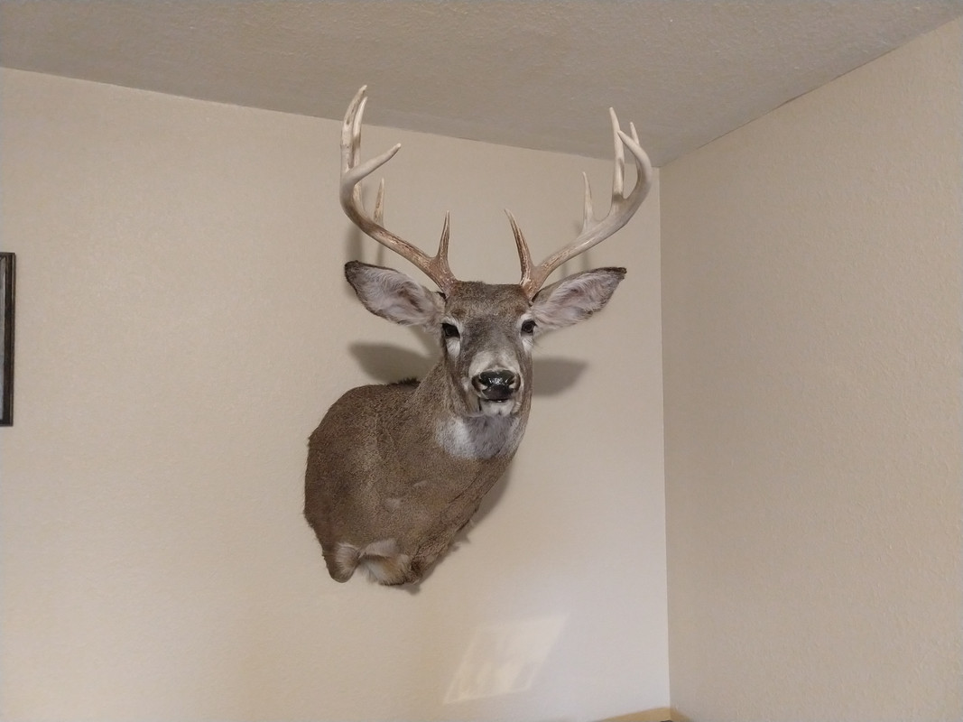 IMG_20190817_094635928