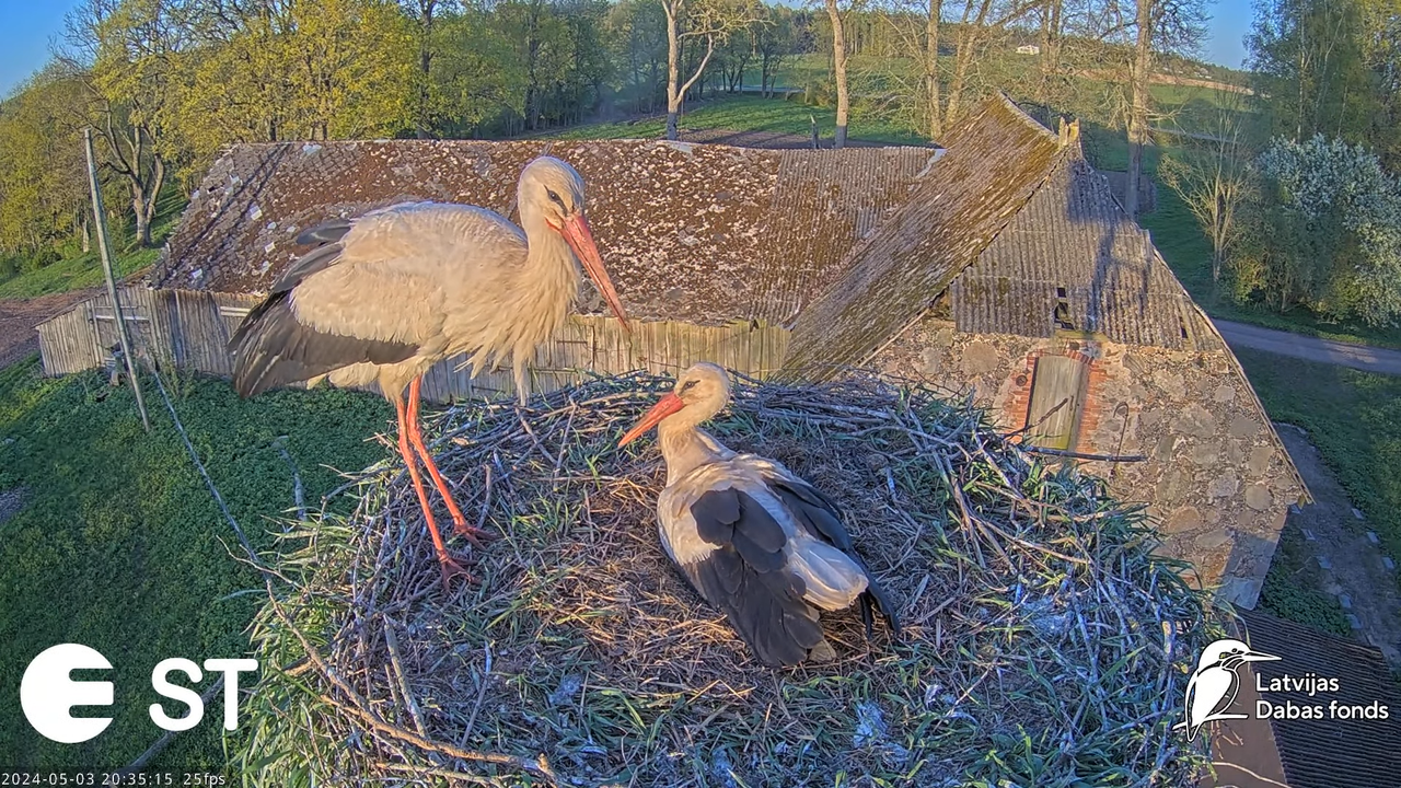 Baltie stārķi (Ciconia ciconia) Tukuma novadā - LDF tiešraide __ White storks in Tukums, Latvia 13-5