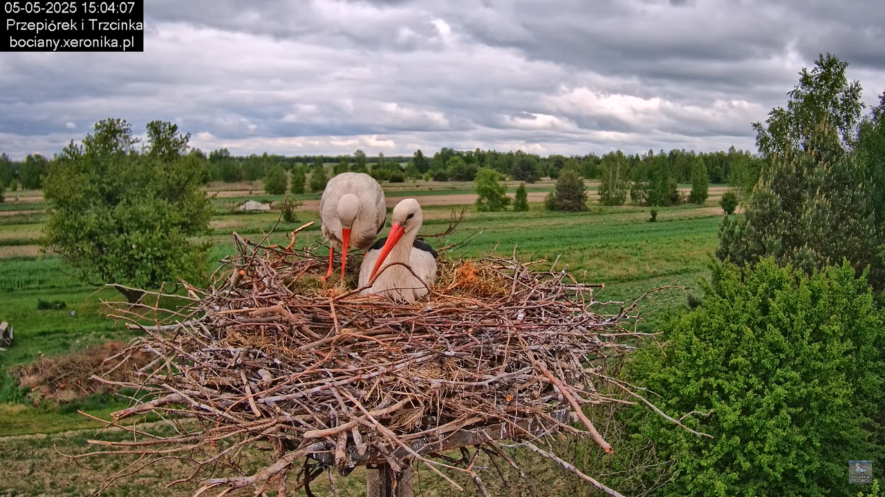 05052025bociany16