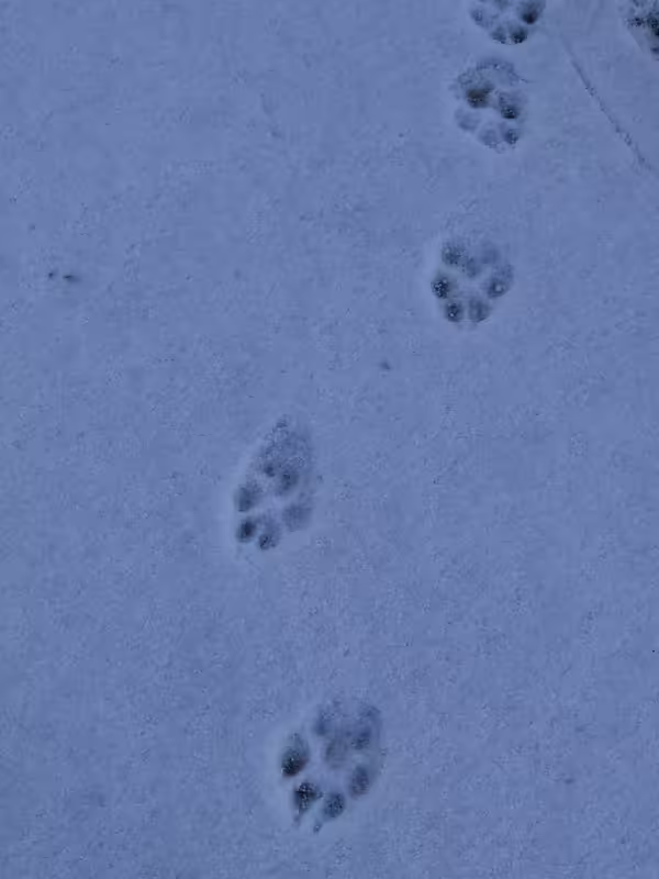 E37CB2AB-BF04-41A9-8DD8-243CBE999EDB