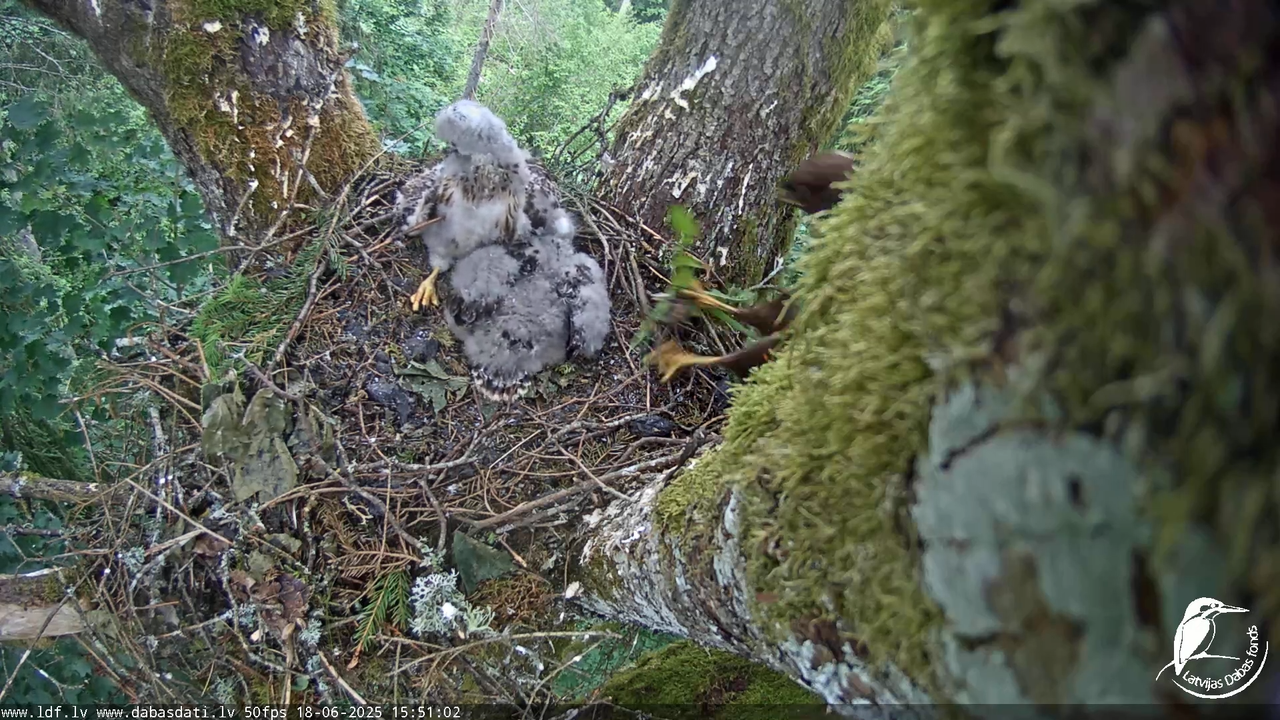 Melnās klijas (Milvus migrans) Kurzemē_ peļu klijāni (Buteo buteo) 11-30-45 screenshot
