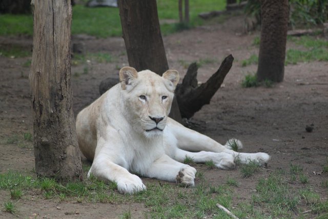 white-lioness-2-by-citronvertstock-d4aw0ye-fullview.jpg