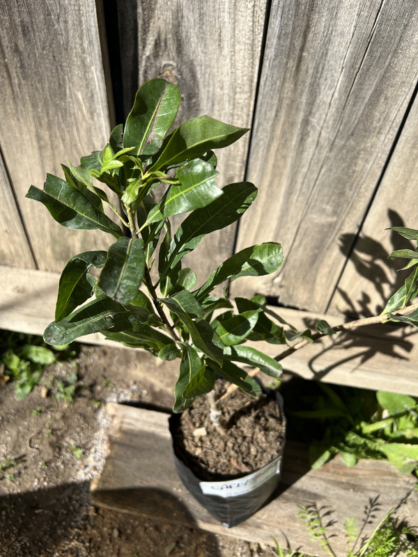 323EF707-E000-43DD-8B91-1F63B1735EDE