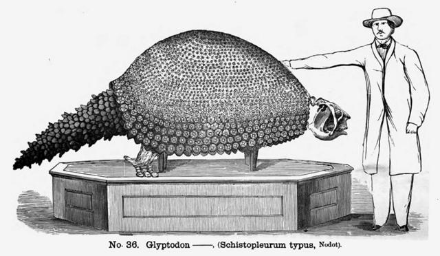 Glyptodon-Wards.jpg