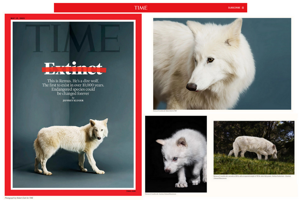 [Image: DIREWOLF.jpg]