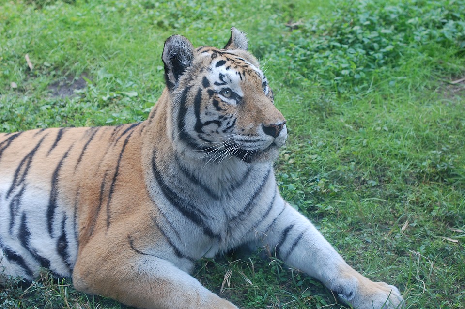 tiger-2357836_960_720