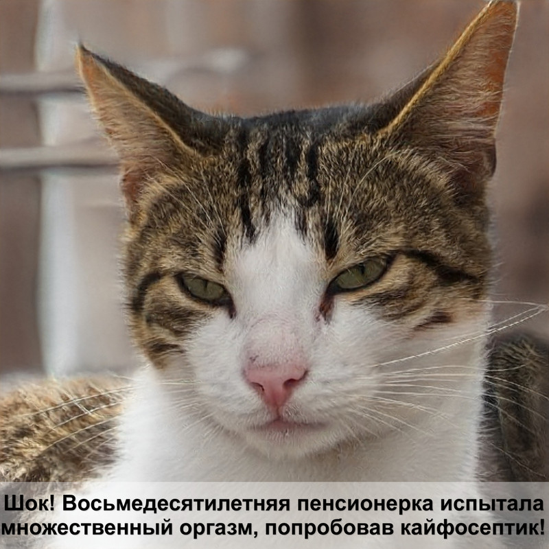 абиссинская кошка фавн