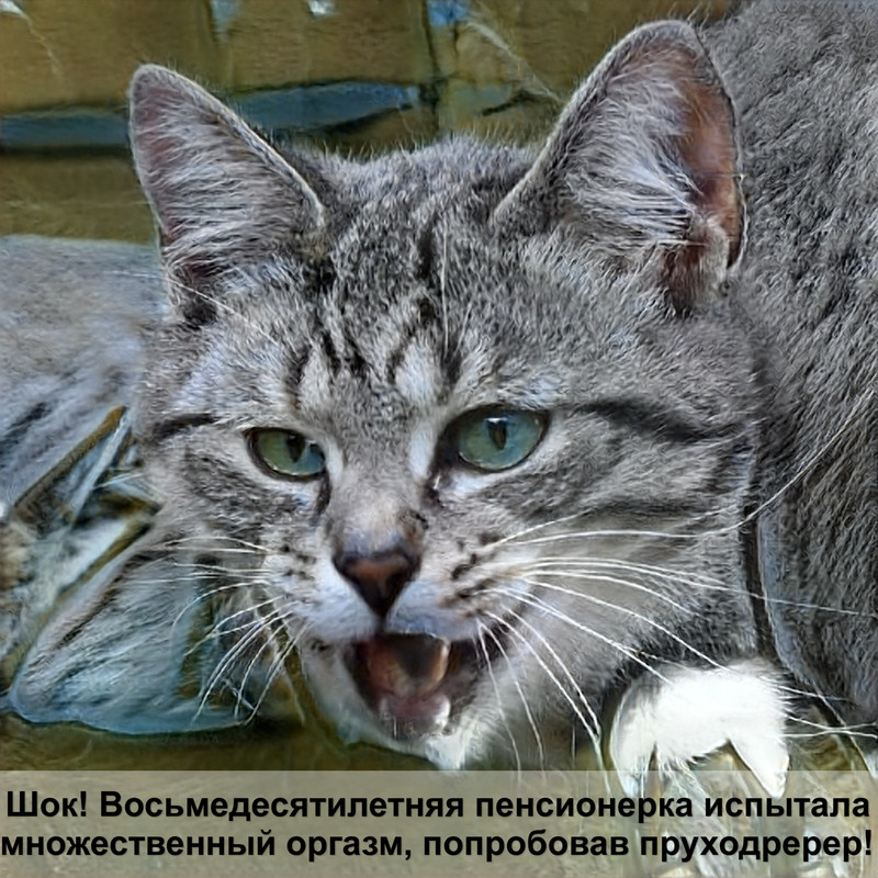 экзотическая кошка длинношерстная окрасы