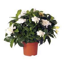 Gardenia grande profumata 